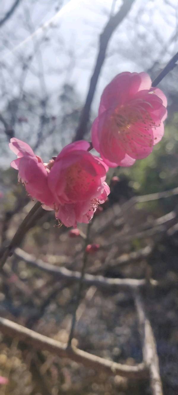 【摄影】王文芝:花儿美（图31）