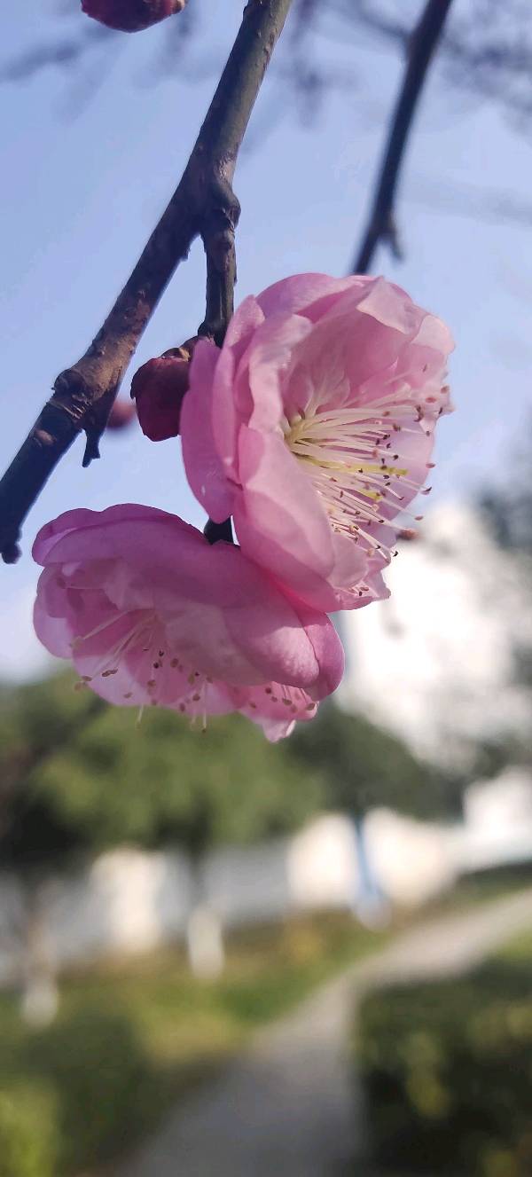 【摄影】王文芝:花儿美（图34）