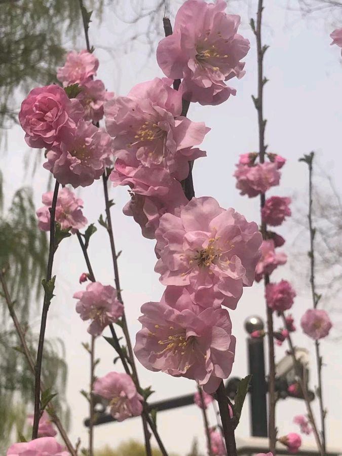 【摄影】王文芝:花儿美（图60）