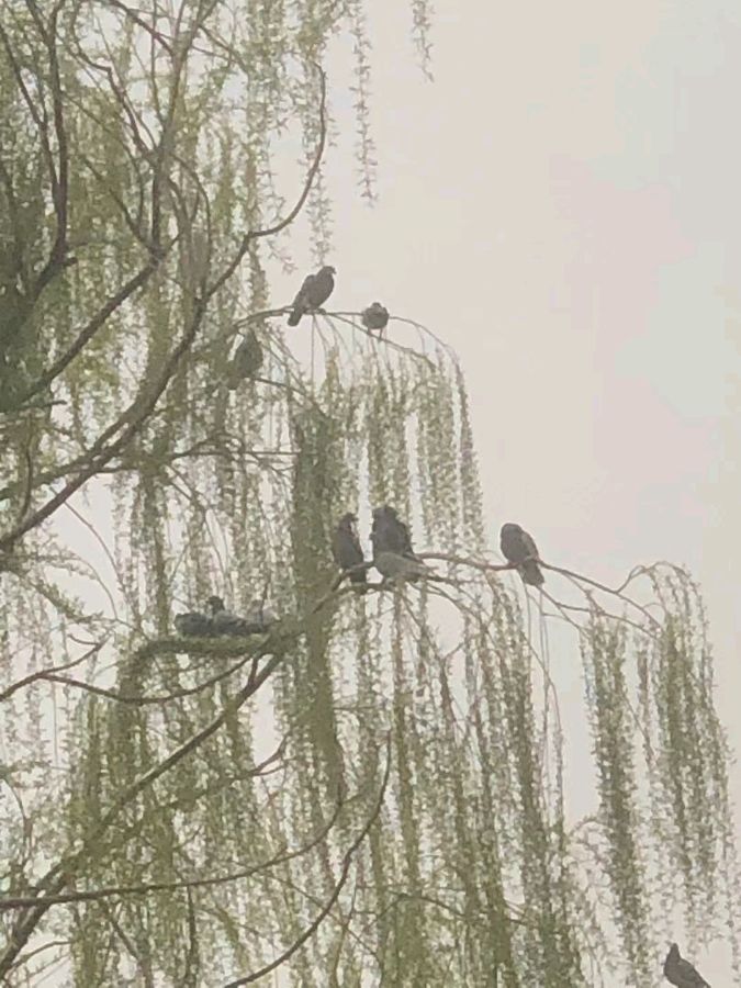 【摄影】王文芝:花儿美（图61）