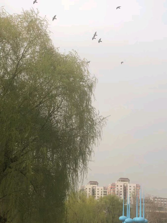 【摄影】王文芝:花儿美（图62）