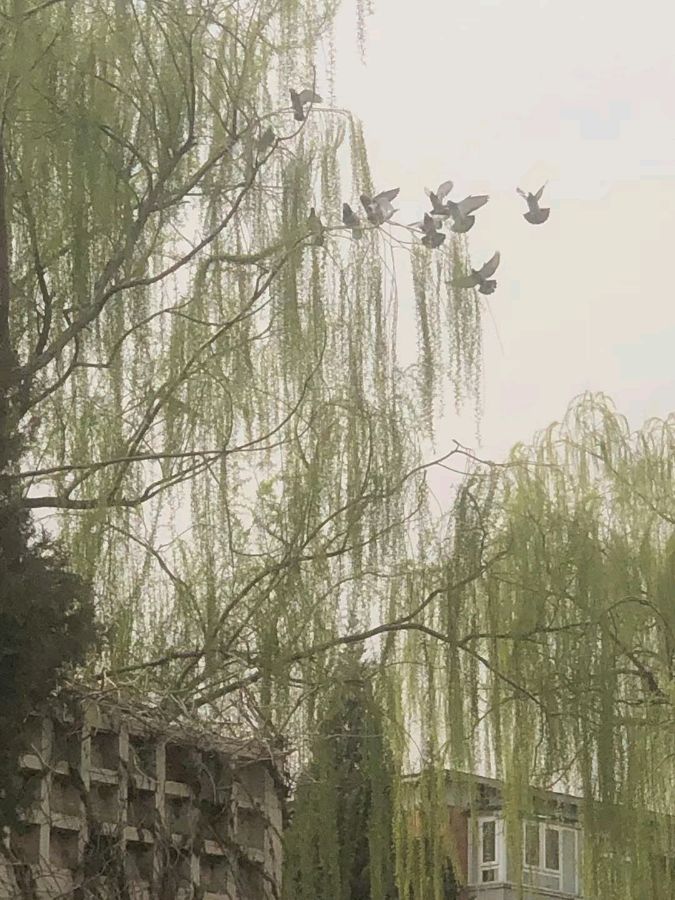 【摄影】王文芝:花儿美（图63）