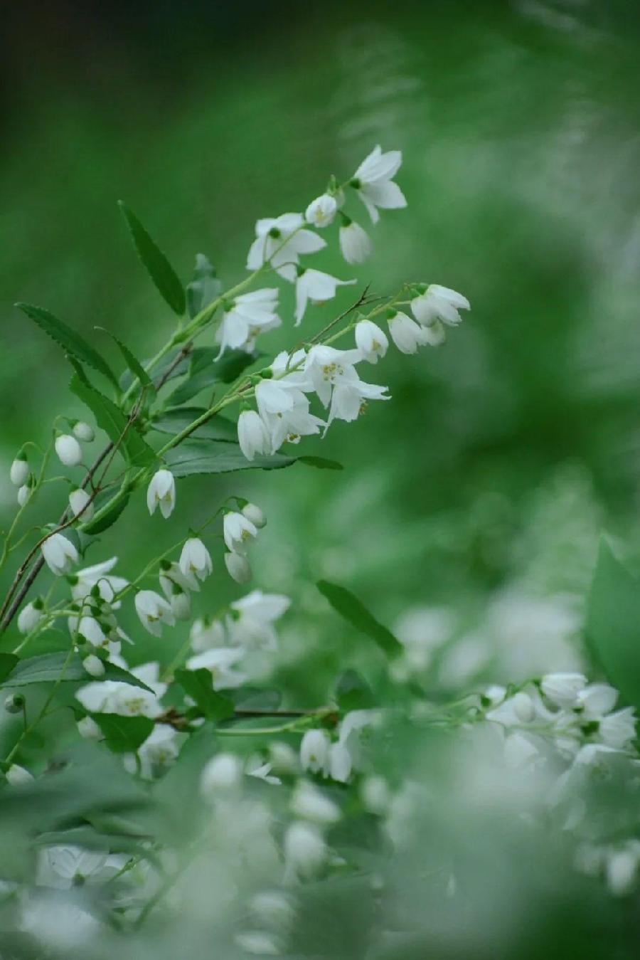 经典美文 ‖ 【清明时节怀念我的启蒙老师】作者/朗诵/蔡玉芳(图7)