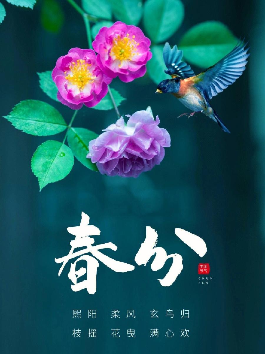齐英华《春分》主播:瑞雪丰年;编辑:开心快乐【运河之春】(第033期)(图5)