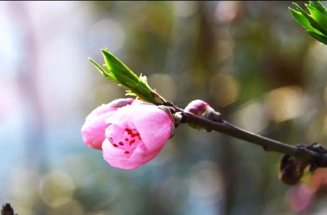 环球诗歌~《桃花》（图2）