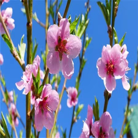 陈虹朗诵【桃花美园丁情】作者/王胜利（图9）