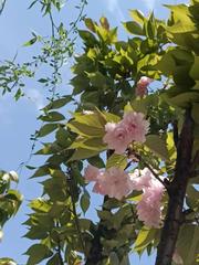《花瓣的心事》作者:王佐臣(上海)【主播:铁魂】【桃源国际诗歌集团】用声音传递温暖以诵读致敬人生♬（图4）