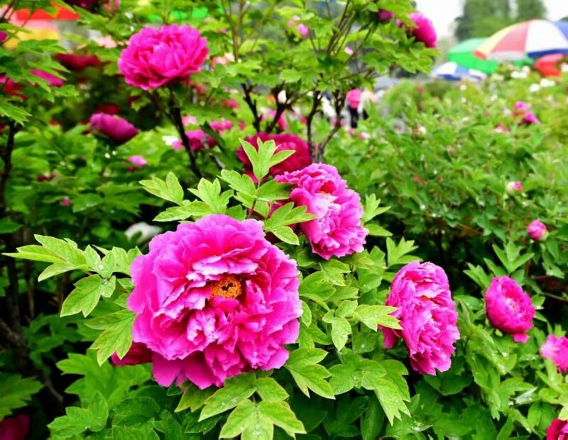 春花20200430 春花20200430
