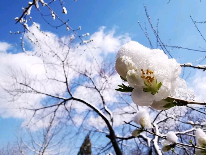 《三月雪》作者:潮汐【主播:青草味儿】【桃源国际诗歌集团】用声音传递温暖以诵读致敬人生♬（图6）