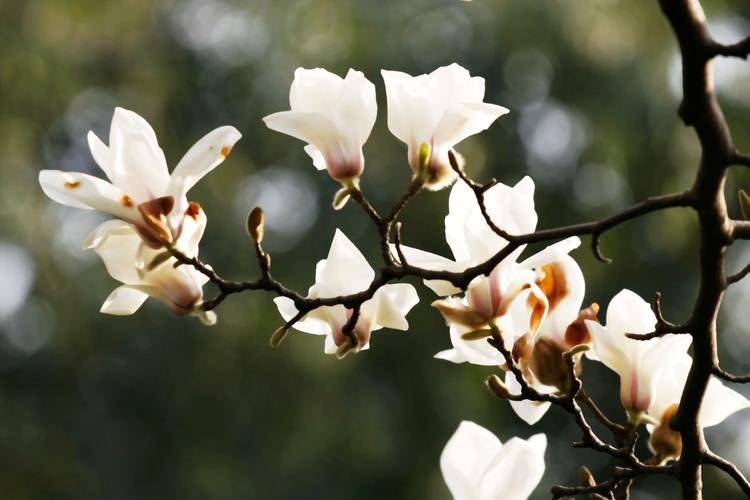 西施·玉兰花 文/张慧知(吉林)