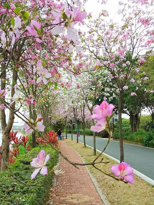 【新山东文学社】《紫荆花之美，美在骨子里》作者/刘桂荣 主播/清风（图4）