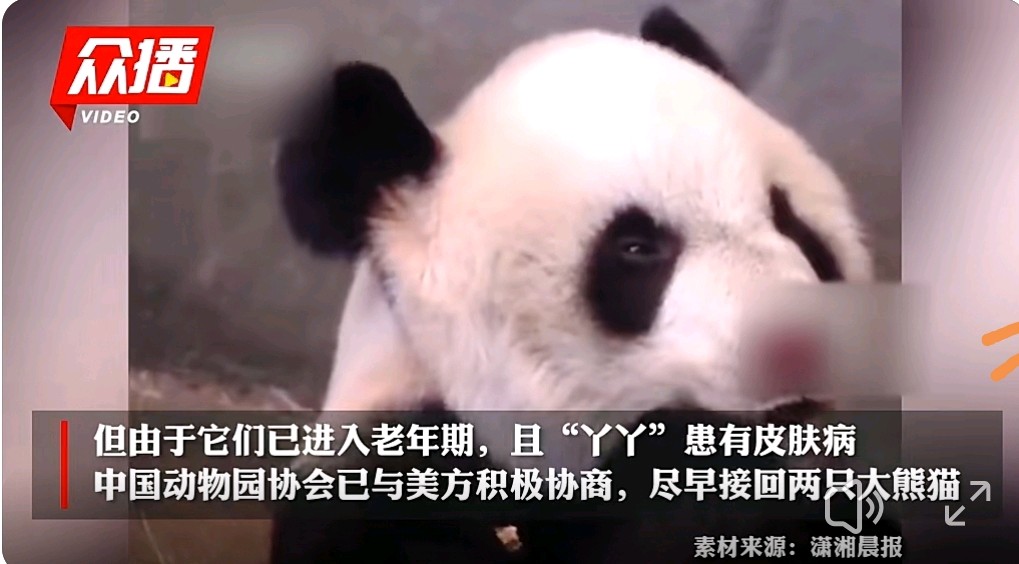 愤怒熊猫乐乐在美国受虐致死·大漠情怀（图2）