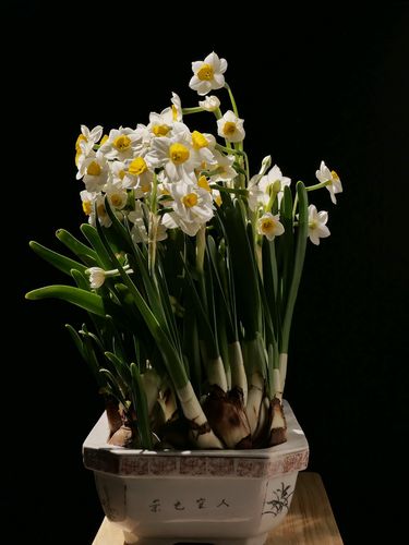 《怀念，在水仙花开的时候·窗前，那盆花儿开了》作者叶飞舟‖主播:玥儿‖桃源国际诗歌集团‖桃源♬ 馨声（图5）