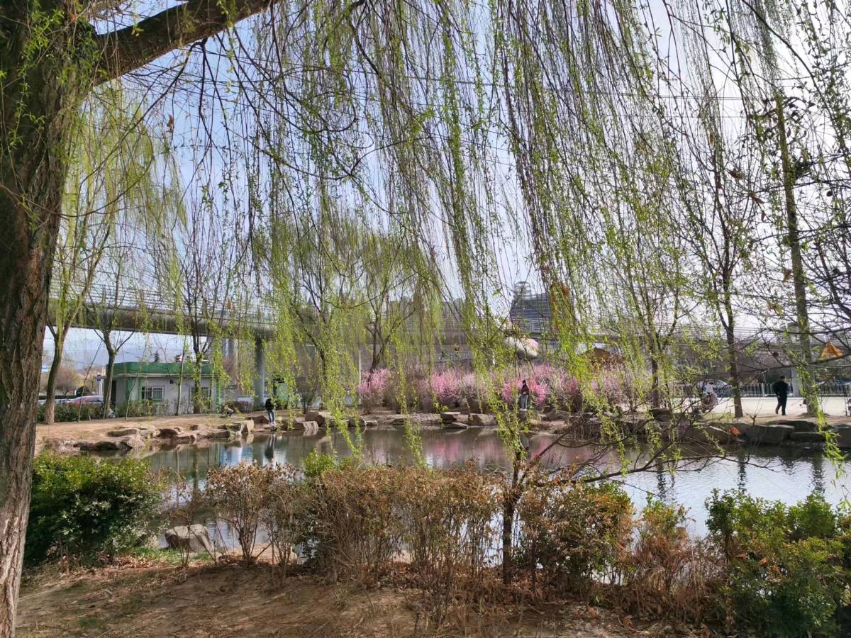 守望春天里——兰州春天接送孩子即景 作者/渝陇之子 主播/伊月儿 京津沪头条（图2）