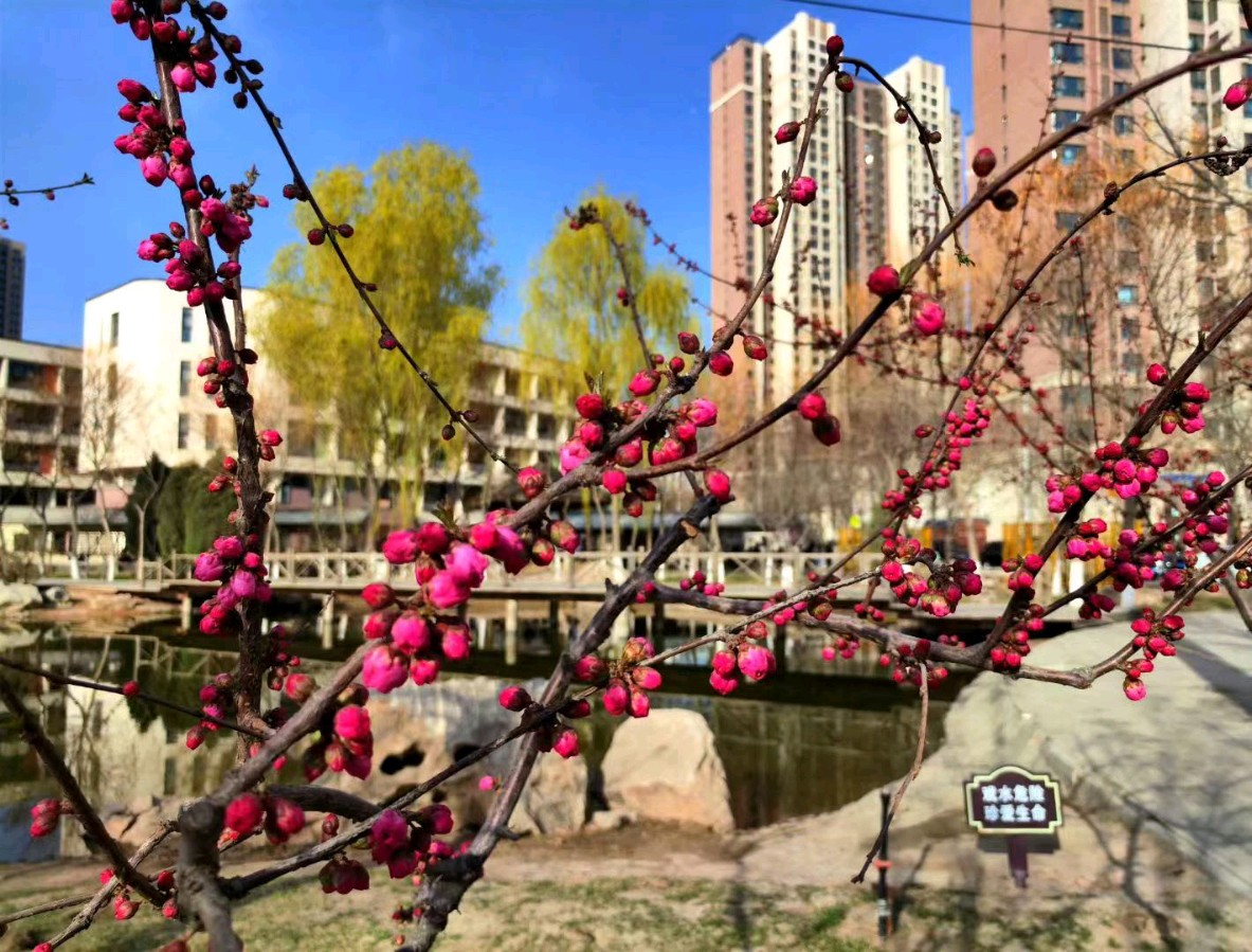 守望春天里——兰州春天接送孩子即景 作者/渝陇之子 主播/伊月儿 京津沪头条（图8）