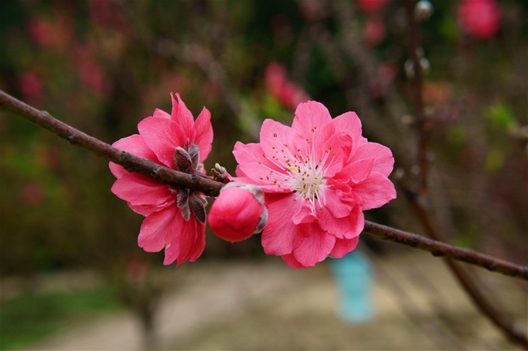 辘轳体·桃花绽蕾抱春光(新韵）文/郑占荣（图3）