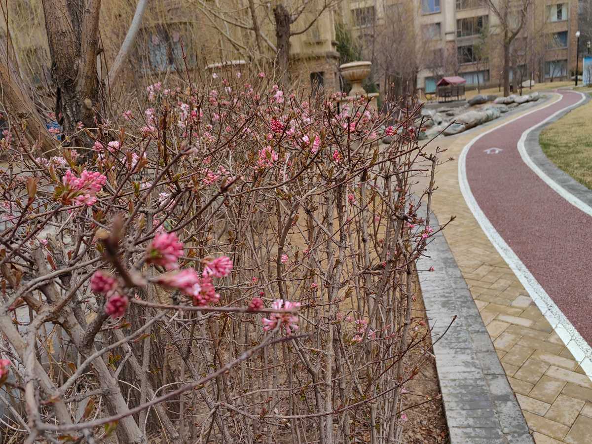 春之韵 文/赵正霞（青海）京津沪头条（图3）