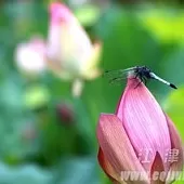 ◎孙文:“东北风”开篇诗词《西江月》(60-79)‖巴彦诗词楹联协会【495】(图6)