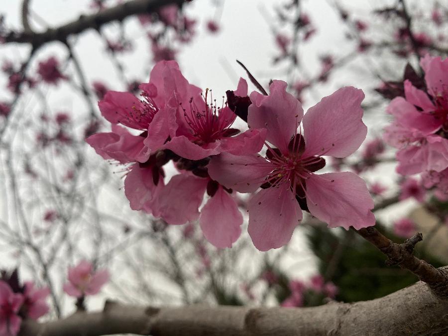 春日山居 || 文/贾宝成 图/李帆