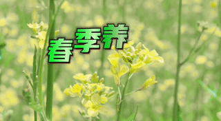 播讲《春季养生》主播：保龄/编配制作：小星星