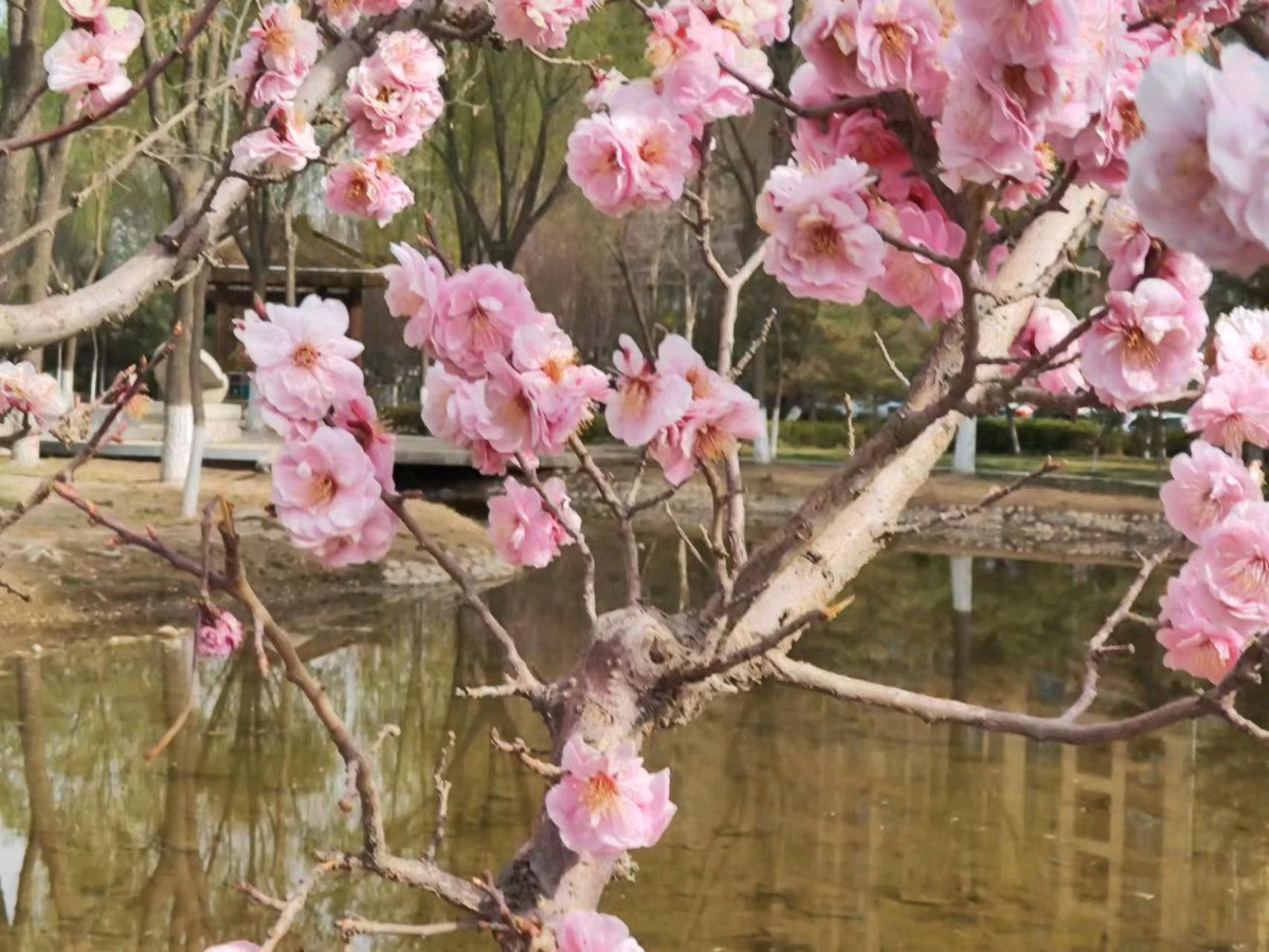 万物争春 文/渝陇之子 京津沪头条（图6）