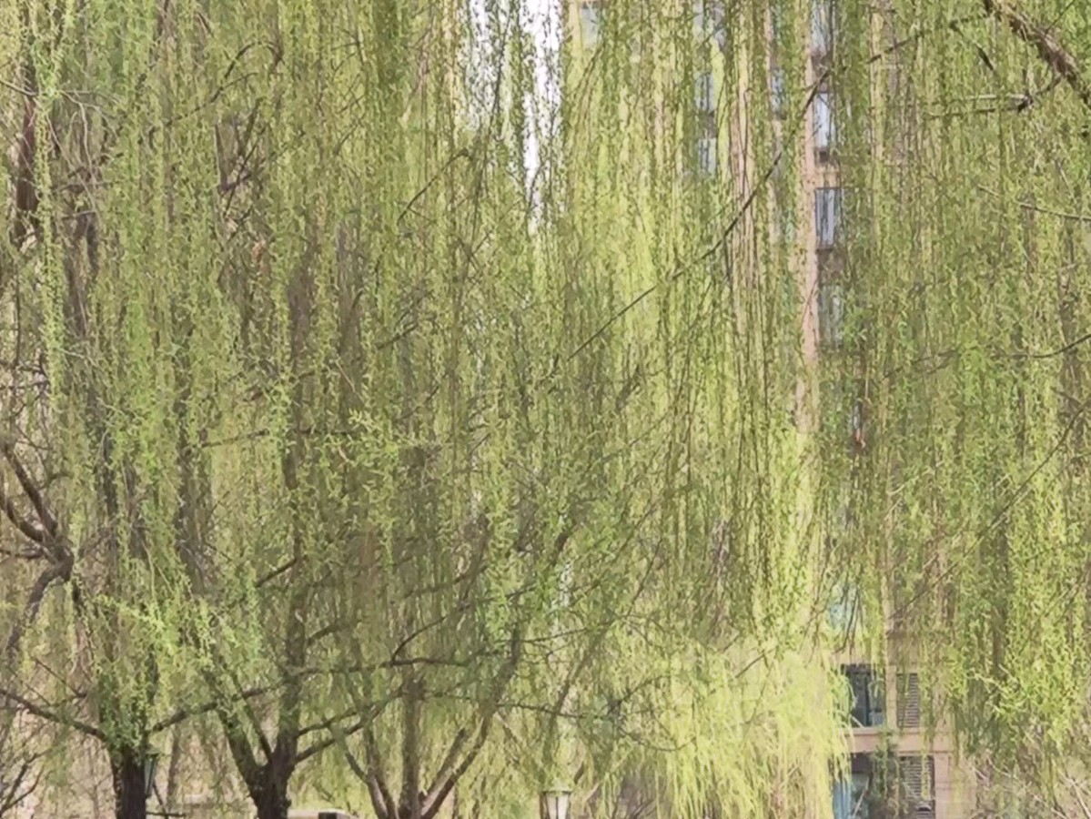 万物争春 文/渝陇之子 京津沪头条（图8）