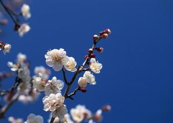 《梅》作者:丹桂飘香【主播:简单生活】【桃源国际诗歌集团】用声音传递温暖以诵读致敬人生♬（图6）