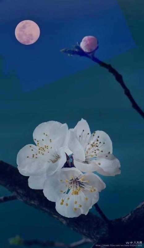 白丁朗诵【诗意春图】作者/六月荷（图6）