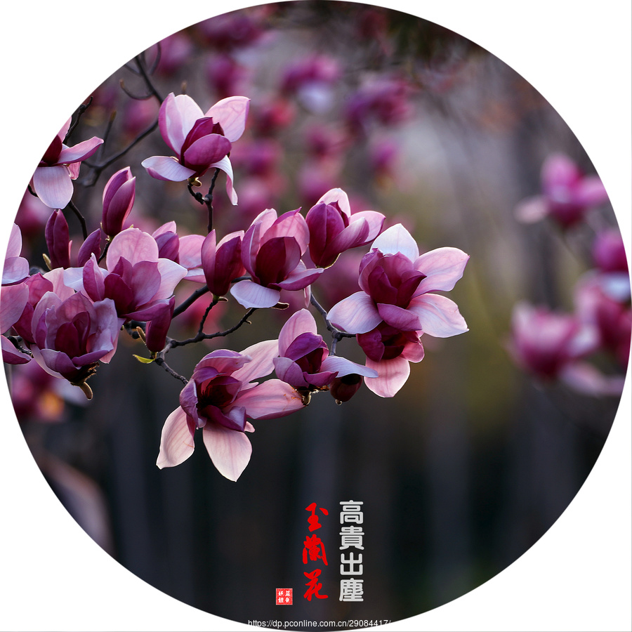 每日一对一联 文/诗雨轩(图2)