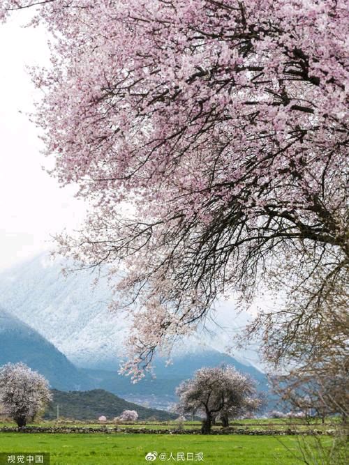 百合朗诵【林芝的桃花】作者/碑林路人（图4）