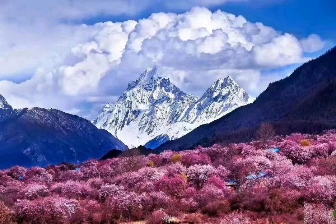 百合朗诵【林芝的桃花】作者/碑林路人（图7）