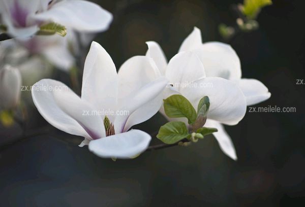 清泉（湖北）诗词小辑【冰心文化传媒】主编 冰心（图4）