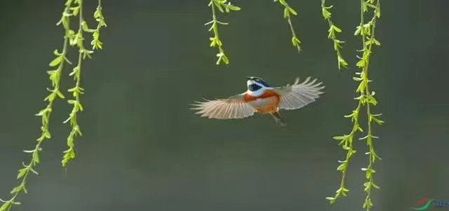 清泉（湖北）诗词小辑【冰心文化传媒】主编 冰心（图13）