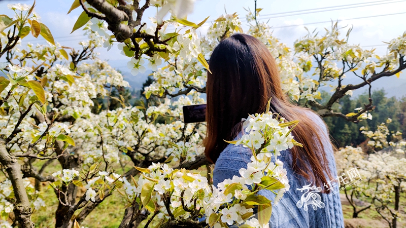 赞阳信梨花节 文/北极星（图10）