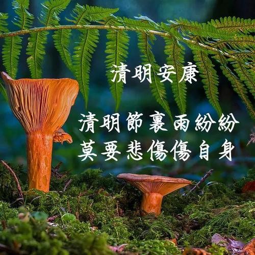 【重磅推出】洗韵留香诗社//“清明”｛乡风入梦动追思｝同题作品展（图12）