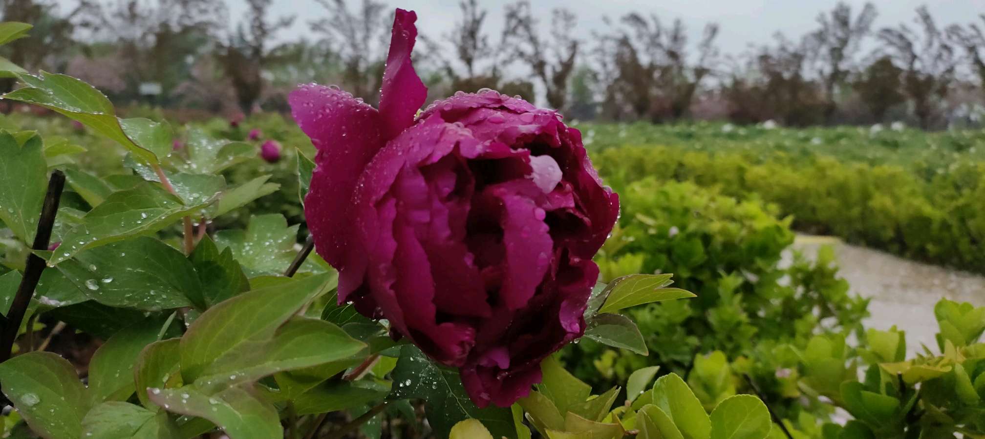 雨中牡丹 原作/梁立锋（图6）