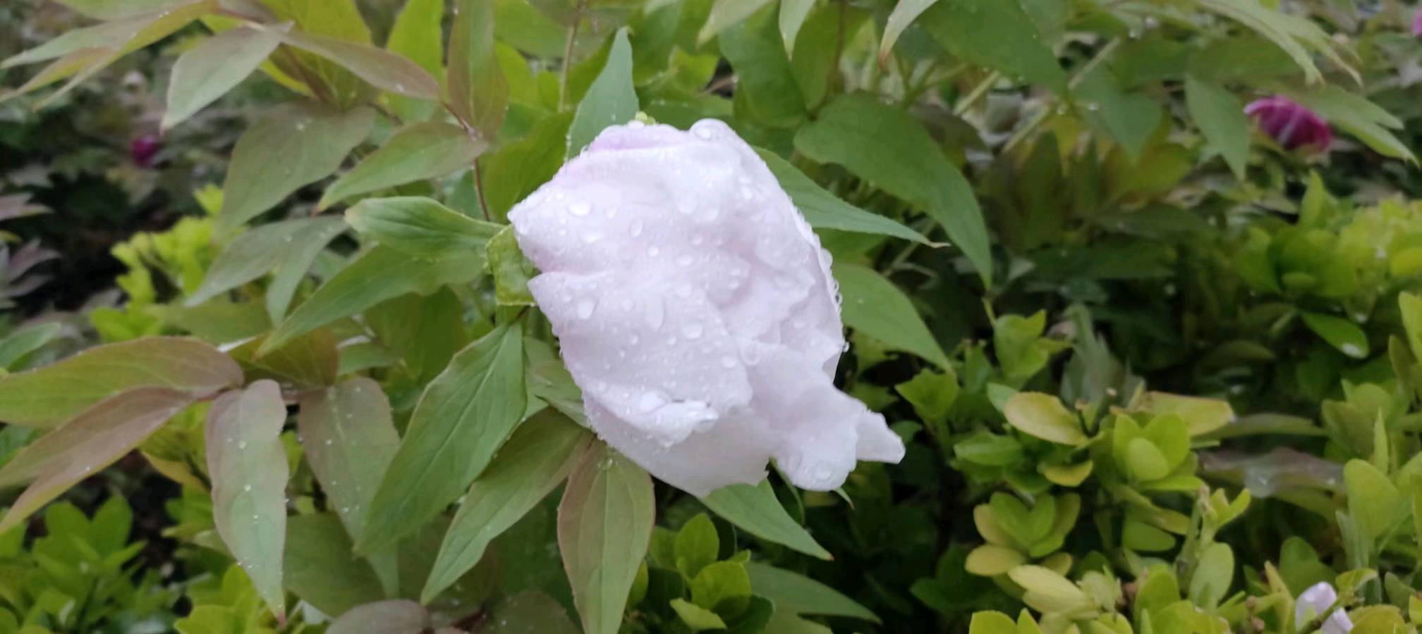 雨中牡丹 原作/梁立锋（图12）