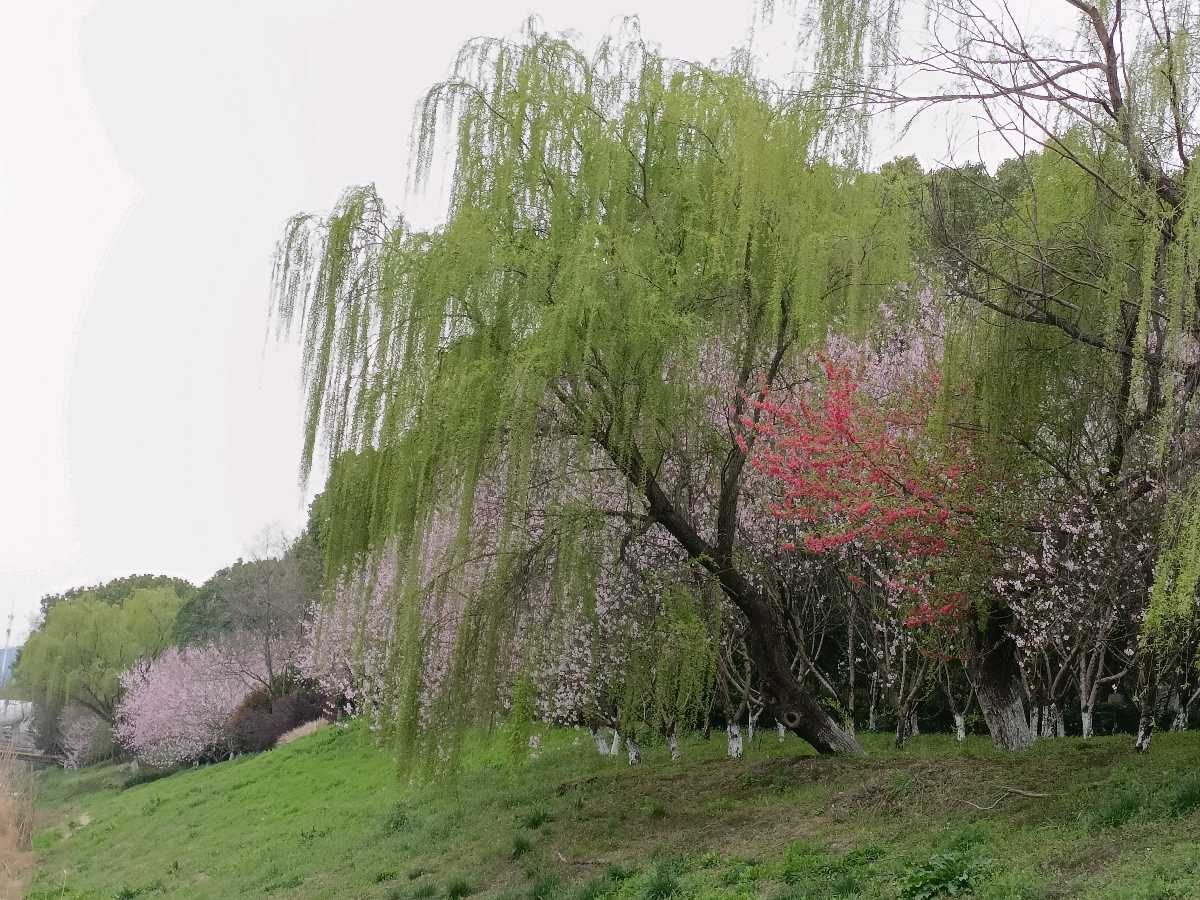 请欣赏实力派诗人:卢进国佳作《走进四月》主播:高山流水 文诵精彩纷呈！（图4）