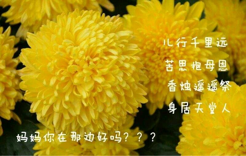 陈兵朗诵【清明祭母】作者/江南风（图5）
