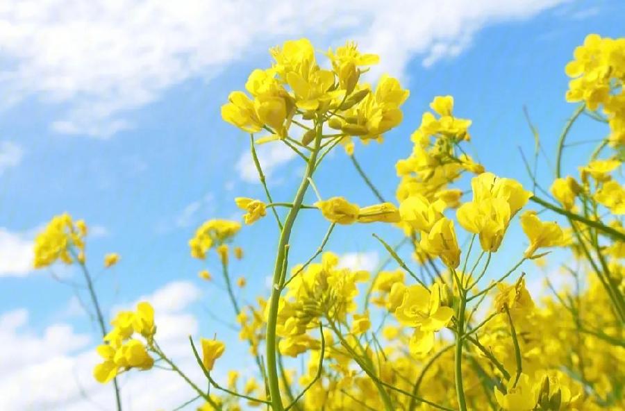【新诗大观】咏油菜花（二首）||文/王敏||诵/文嘉