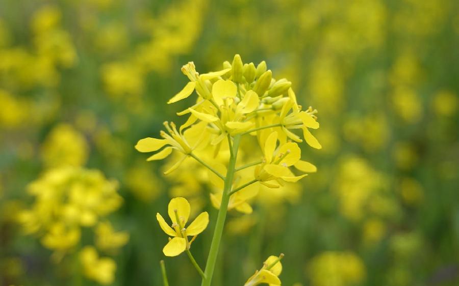 【新诗大观】咏油菜花（二首）||文/王敏||诵/文嘉（图2）