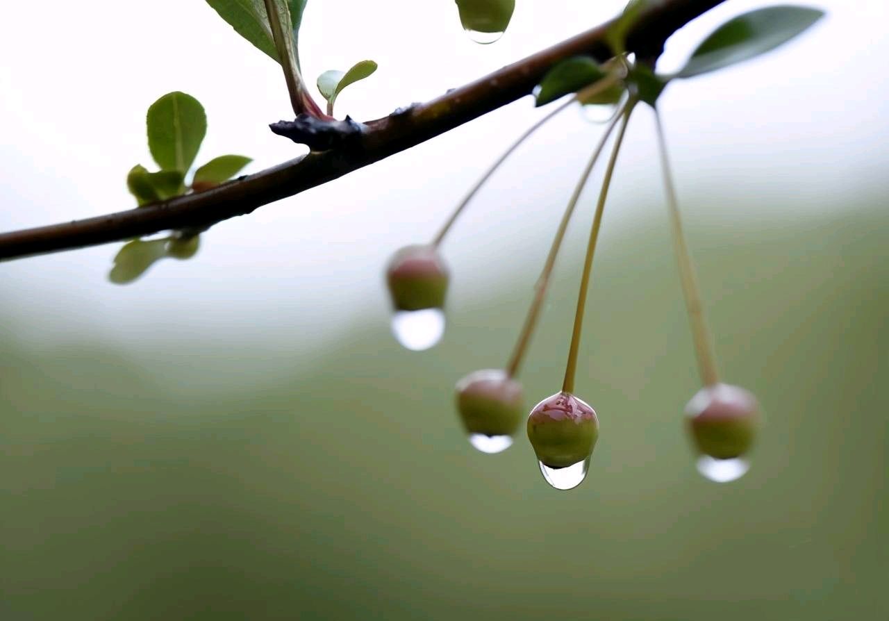 弘华朗诵【春雨】作者/王胜利（图6）