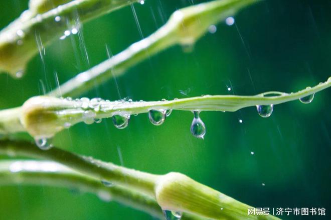 弘华朗诵【春雨】作者/王胜利（图5）