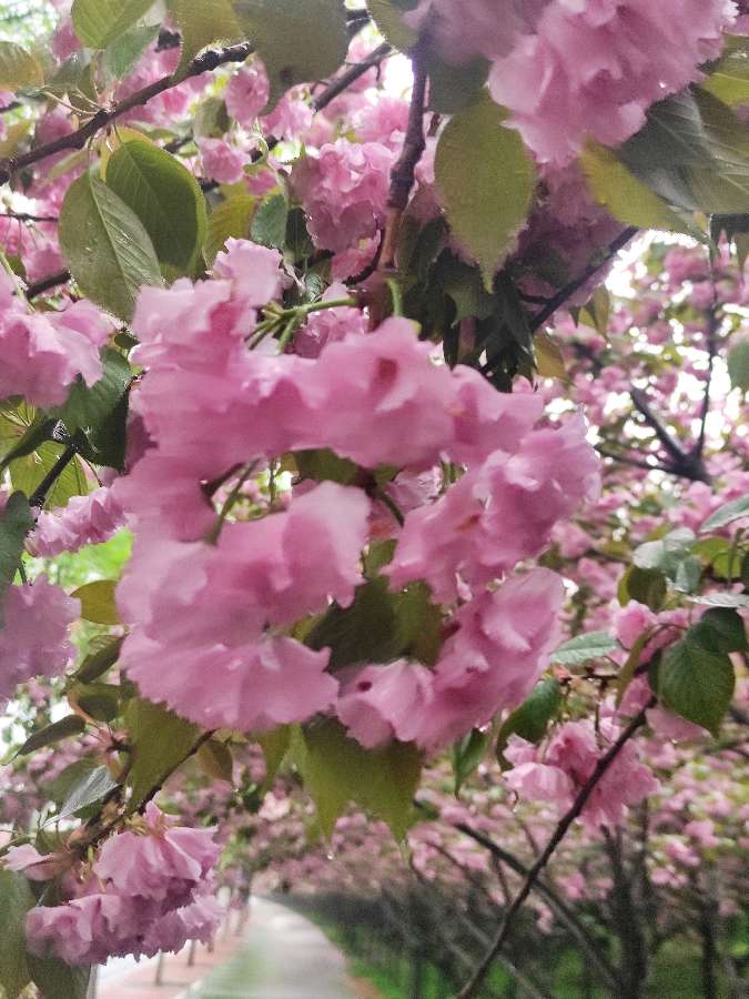 花物花开花落时 原作/梁立锋（图8）