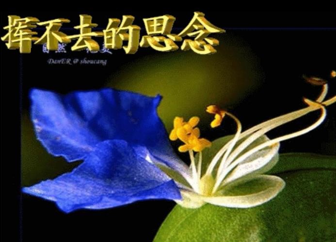 【重磅推出】东北精华“诗人”//清明专题作品展（图19）