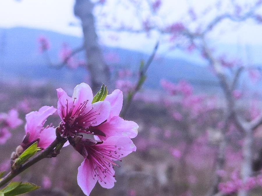 景庄赏桃花有吟九首 || 文/刘宴会 图/罗敷（图2）