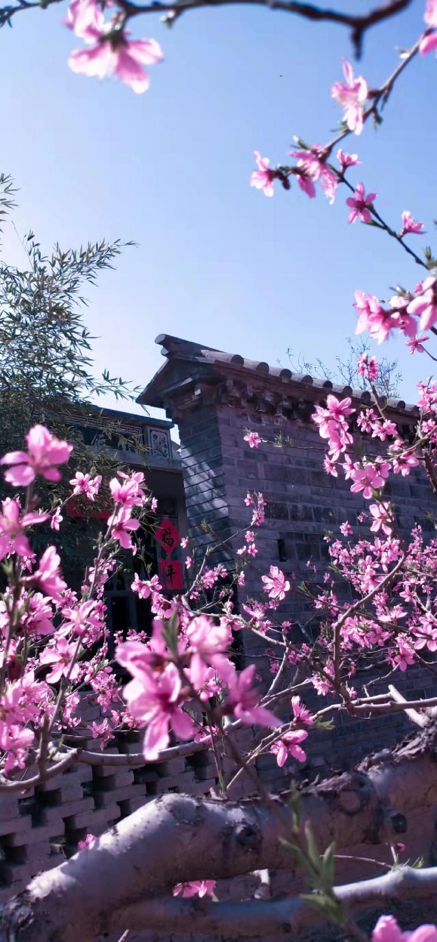 景庄赏桃花有吟九首 || 文/刘宴会 图/罗敷（图4）