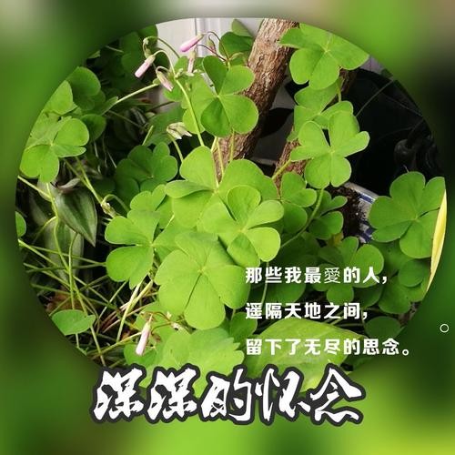 【清明专题作品展】田亮只老师//明前雨（图5）