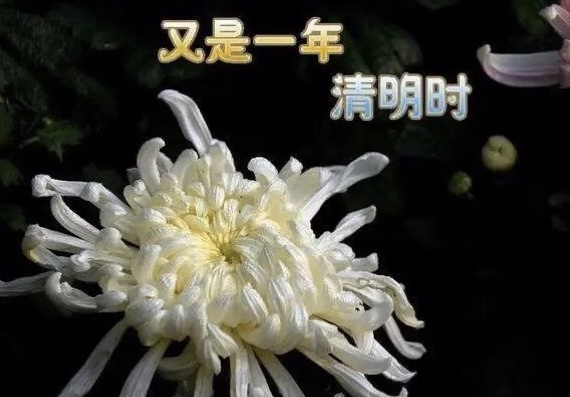 【新诗大观】写给母亲的诗||作者/花惜柔