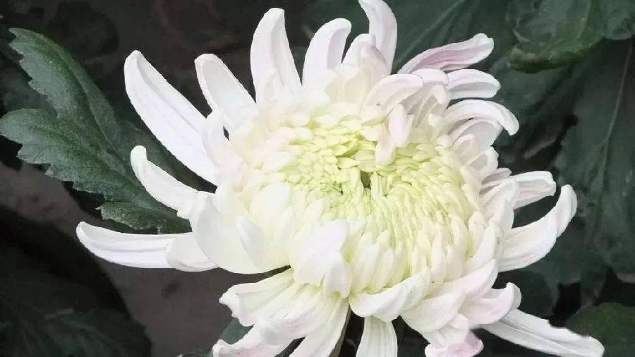 【新诗大观】写给母亲的诗||作者/花惜柔（图3）